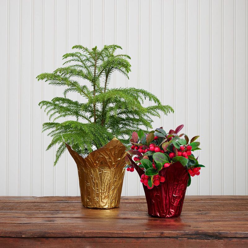 Winterberry Plant (5" / Grower Pot) image number null