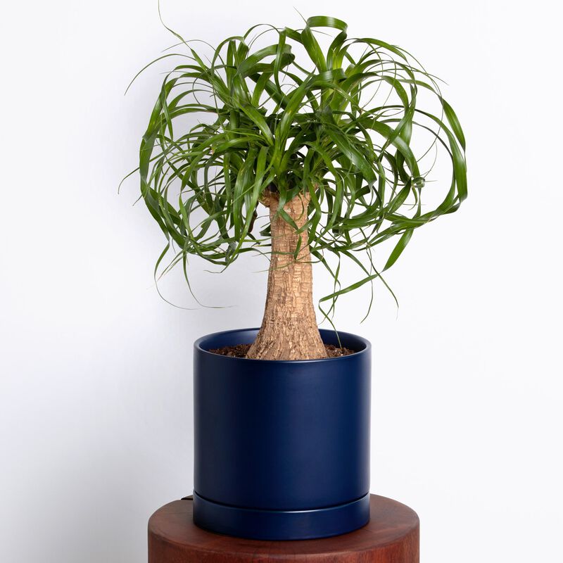 Best-Selling Plant Duo image number null