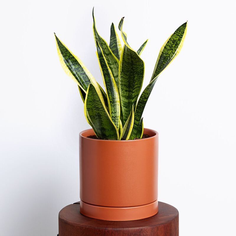 Best-Selling Plant Duo image number null