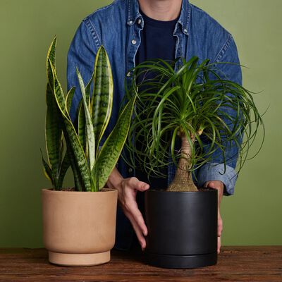Best-Selling Plant Duo