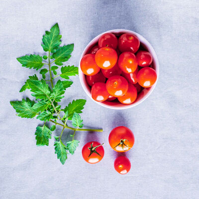 Red Heirloom Cherry Tomato Seed Pod Kit