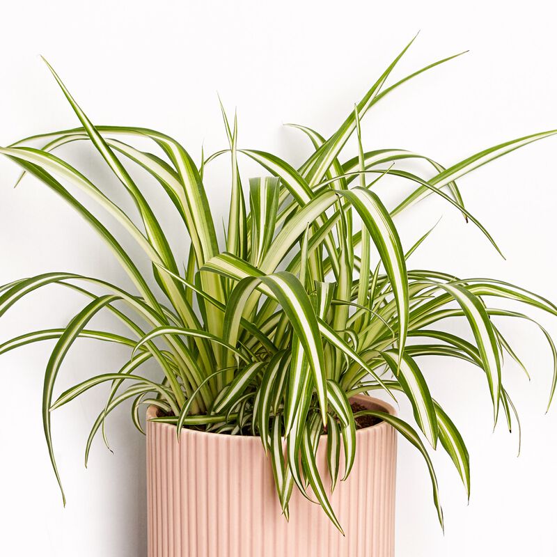 Spider Plants for Sale