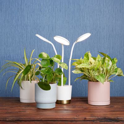 Trio Plant & Grow Light Bundle