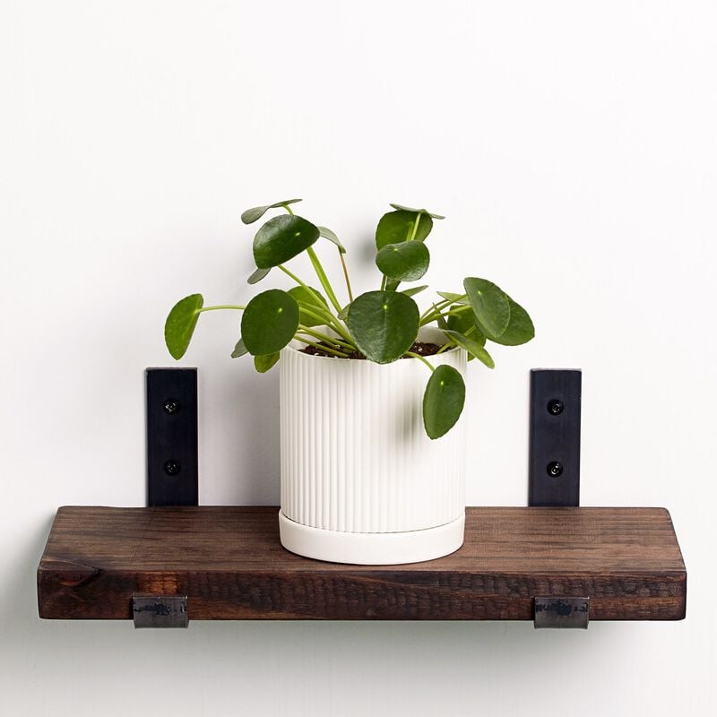 Pilea Plant image number null