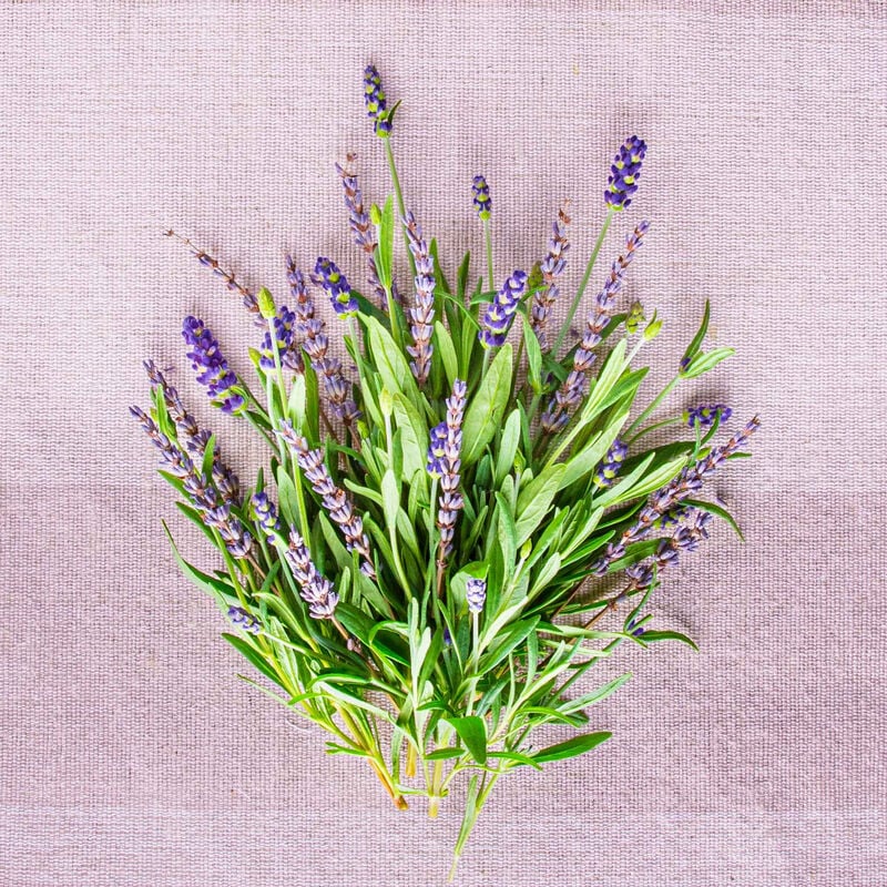 Lots of Lavender Seed Pod Kit image number null