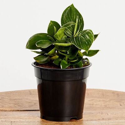 Birkin Philodendron Plant (5" / Grower Pot)