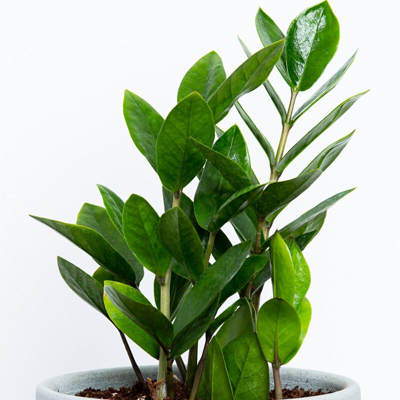 Buy ZZ Plant for Sale Online Greendigs AeroGarden