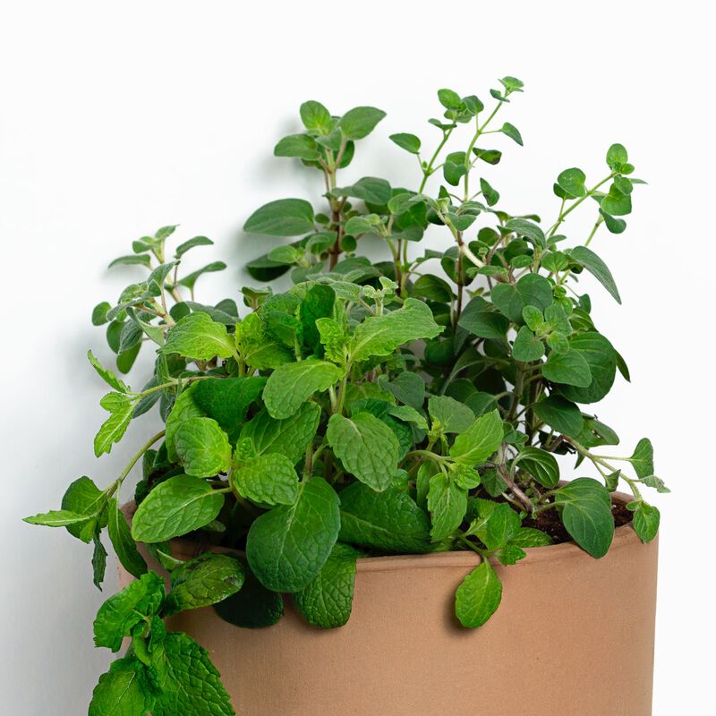 Buy Greek Duo Herb Plant Mint & Greek Oregano Plant for Sale Online Greendigs