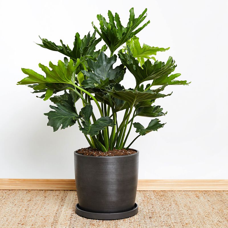 Philodendron Hope Plant image number null