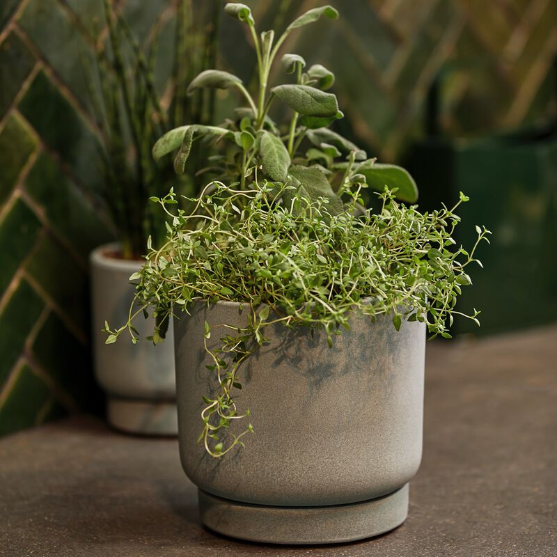 Buy Poultry Duo Herb Garden with Sage & Thyme Plant for Sale Online