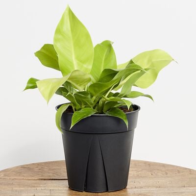 Moonlight Philodendron Plant 6" grower pot