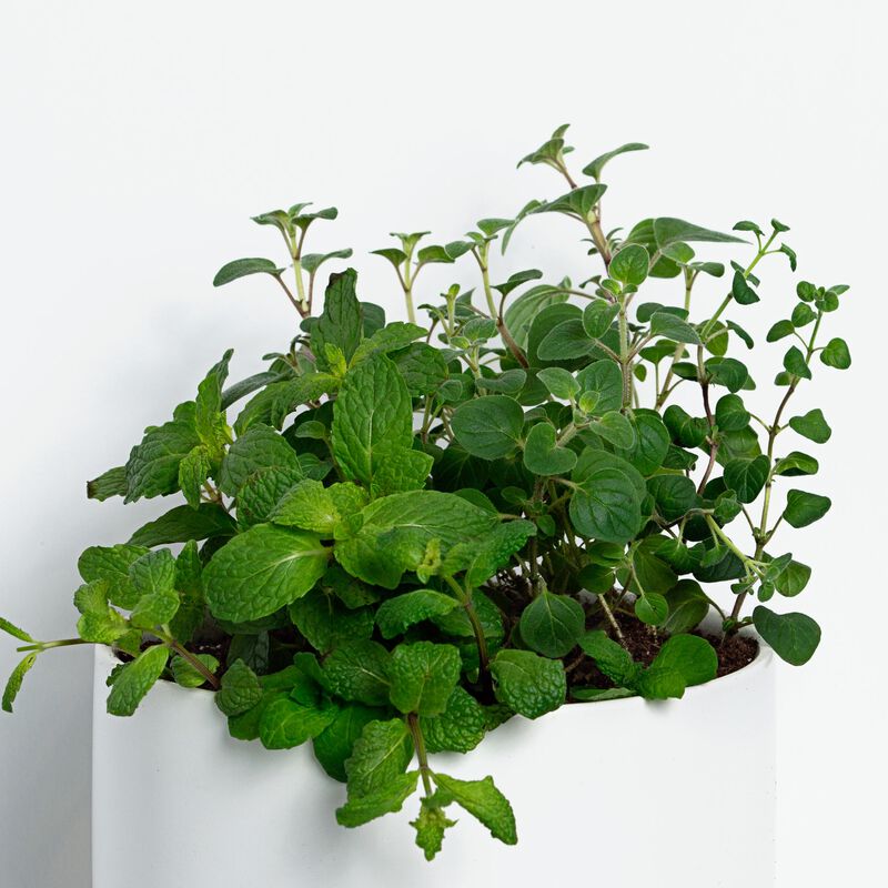 Buy Greek Duo Herb Plant Mint & Greek Oregano Plant for Sale Online Greendigs