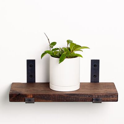 Hoya Plant (5" / Grower Pot)