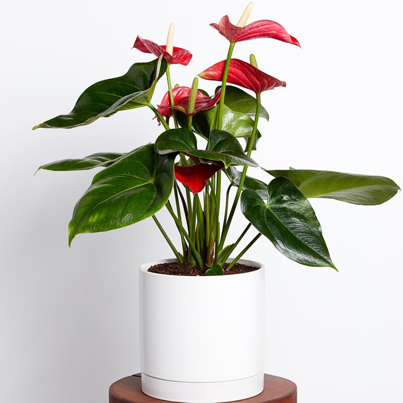 red anthurium plant