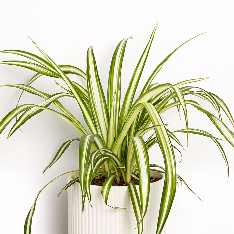 Spider Plant image number null