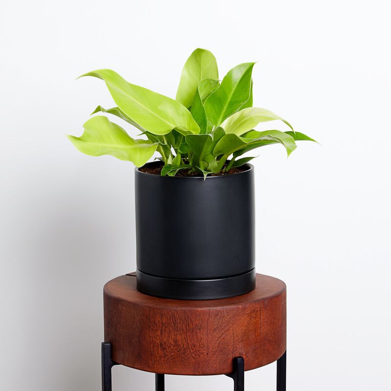 Moonlight Philodendron Plant image number null