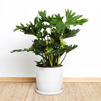 Philodendron Hope Plant
