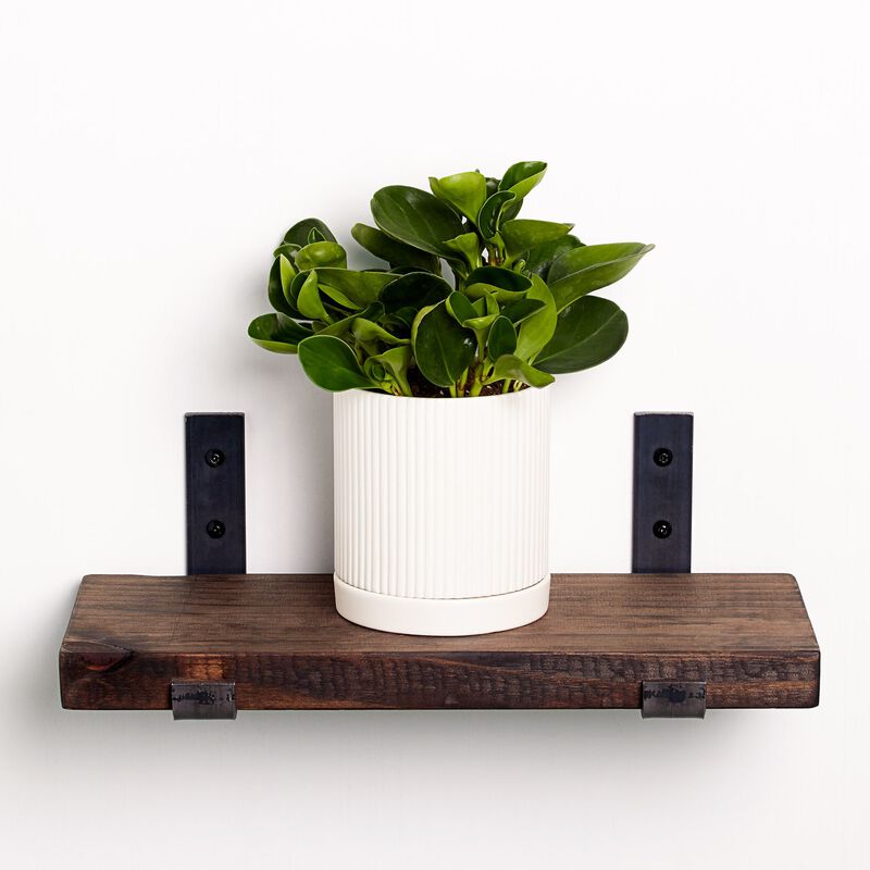 Green Peperomia Plant image number null