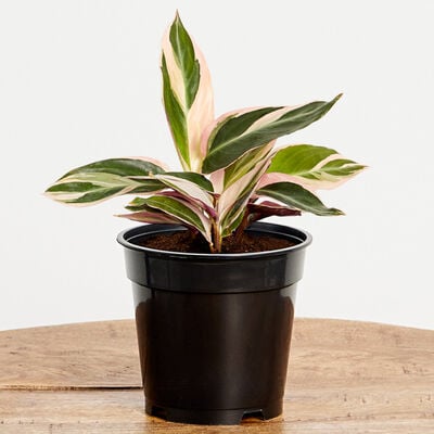 Stromanthe Plant (5" / Grower Pot)