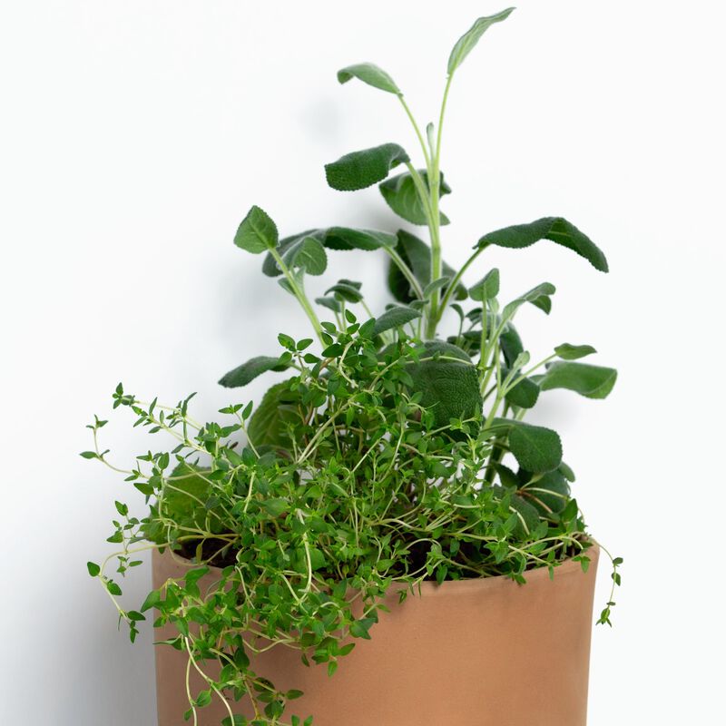 Buy Poultry Duo Herb Garden with Sage & Thyme Plant for Sale Online