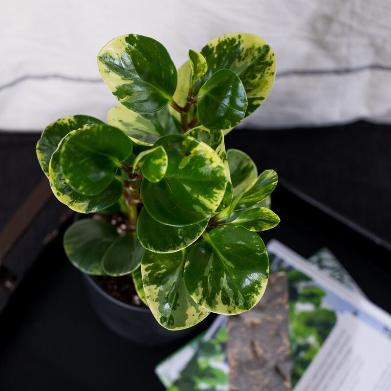 Variegated Peperomia Plant image number null