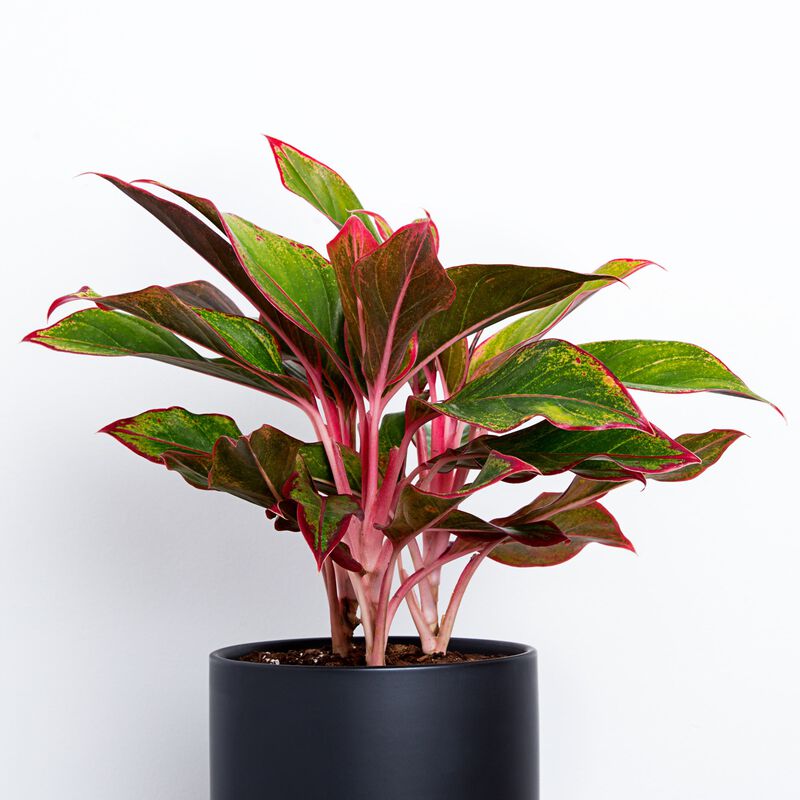 Red Chinese Evergreen Plant image number null