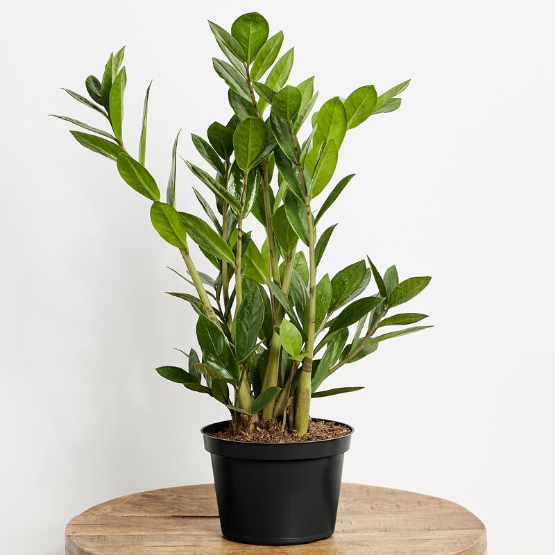 ZZ Plant 6" grower pot image number null