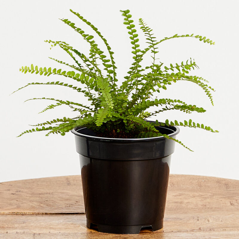 Button Fern (5" / Grower Pot) image number null
