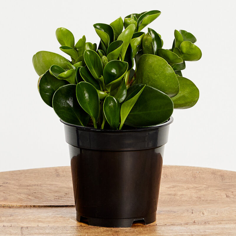 Green Peperomia Plant (5" / Grower Pot) image number null