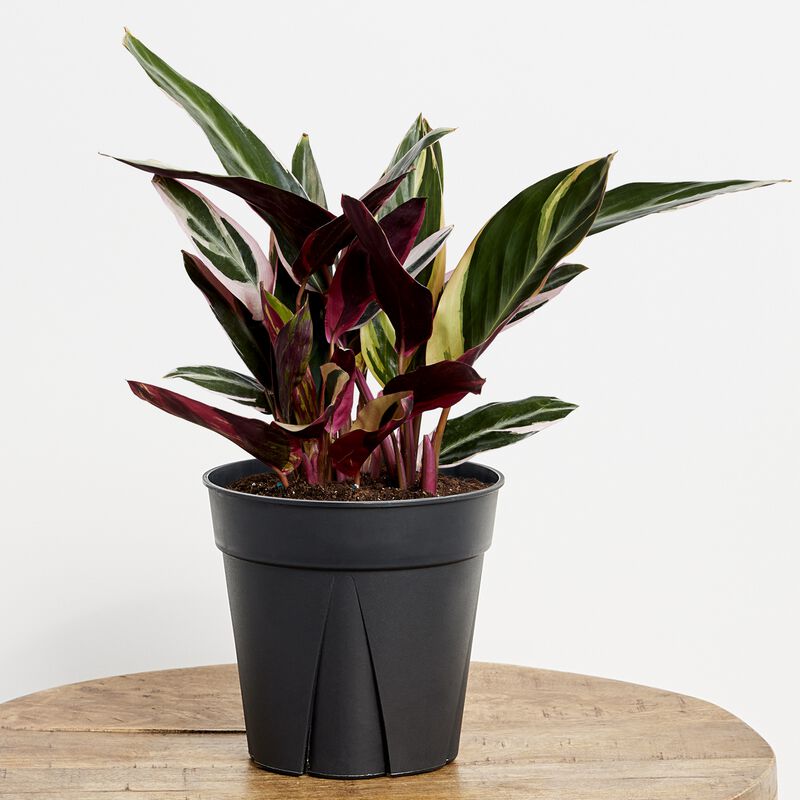 Stromanthe Plant 6" grower pot image number null