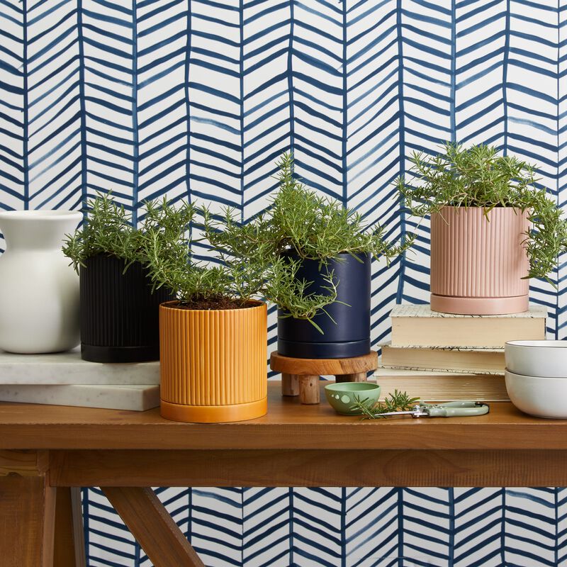 Buy Rosemary Herb Plant for Sale Online Greendigs