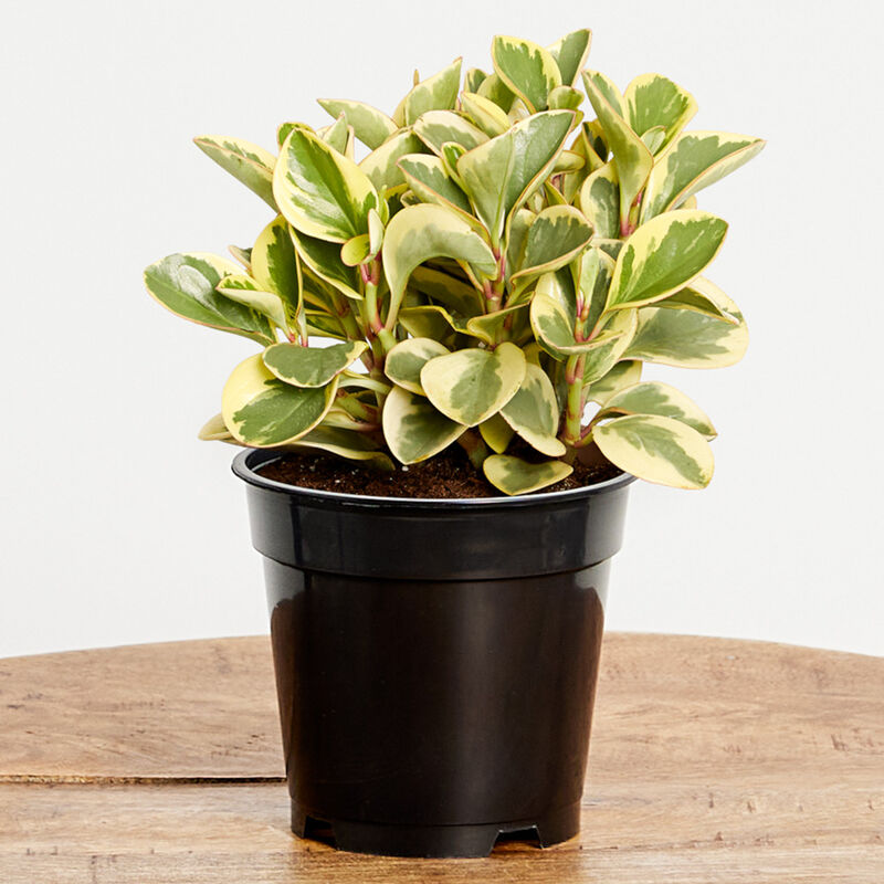 Greendigs Variegated Peperomia Plant (5" / Grower Pot) image number null