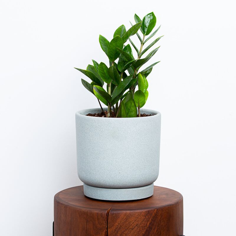 Buy ZZ Plant for Sale Online Greendigs AeroGarden