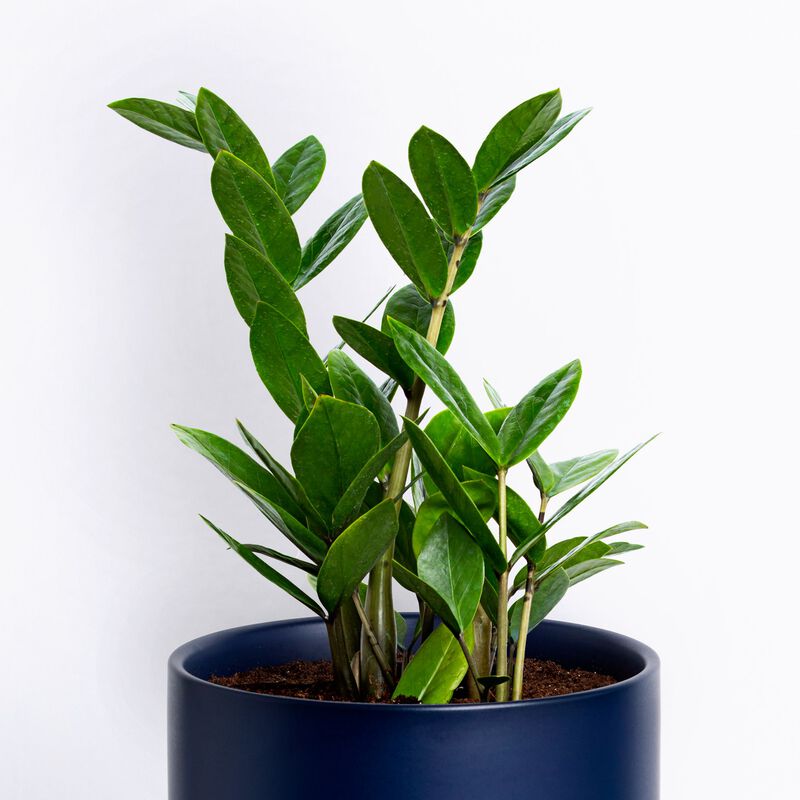 ZZ Plant image number null