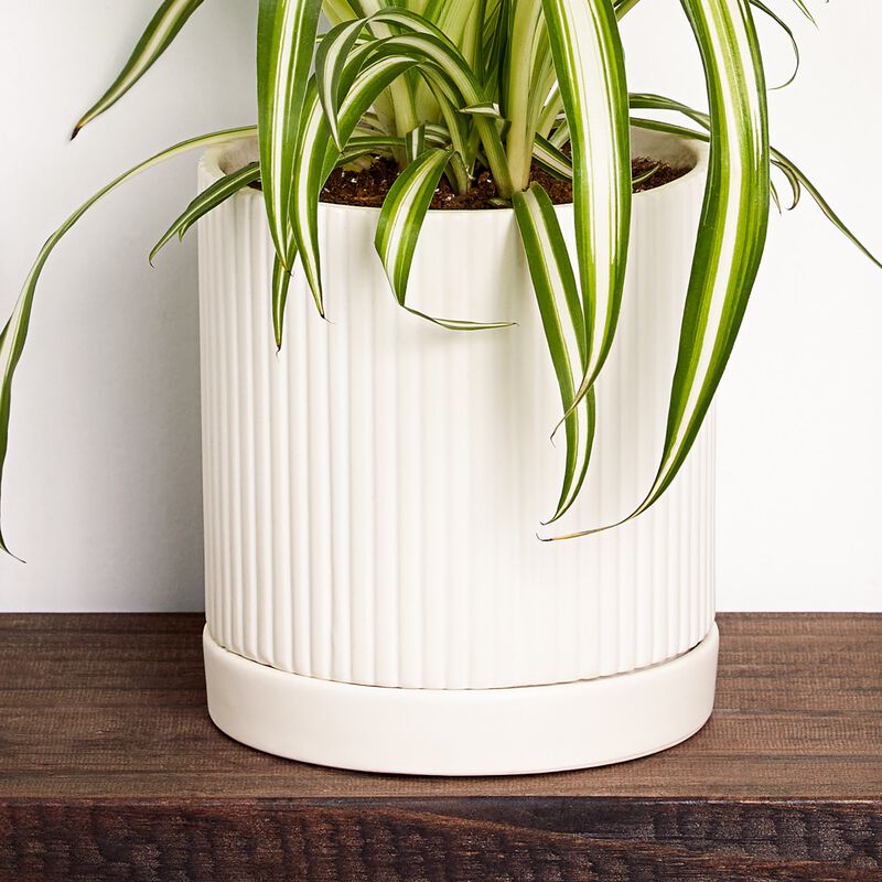 Spider Plant image number null
