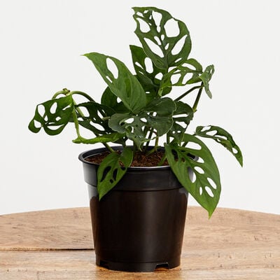 Monstera Adansonii Plant (5" / Grower Pot)