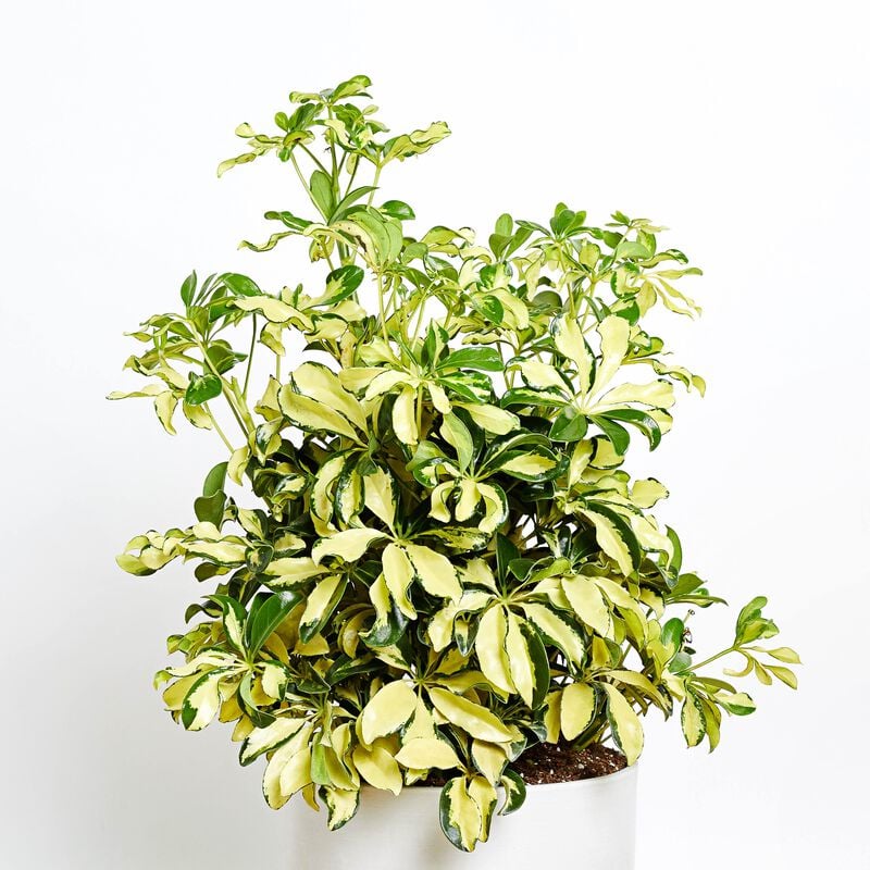 Schefflera Trinette Plant image number null