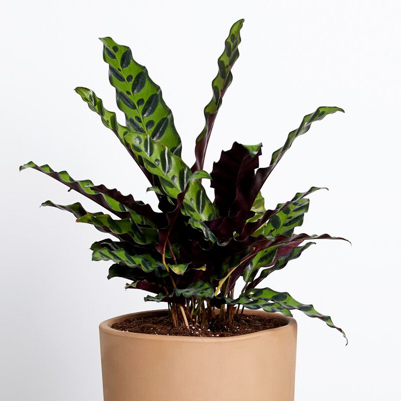 Calathea Plant image number null