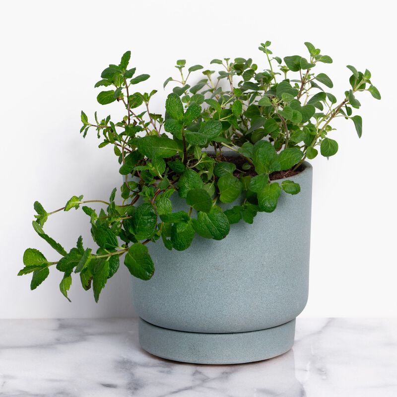 Buy Greek Duo Herb Plant Mint & Greek Oregano Plant for Sale Online Greendigs
