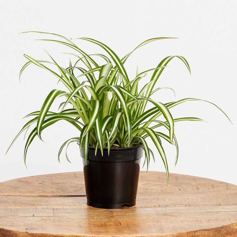 Spider Plant (5" / Grower Pot) image number null