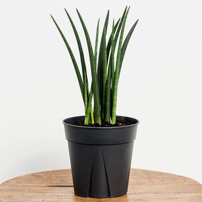 Round Tail Snake Plant 6" grower pot