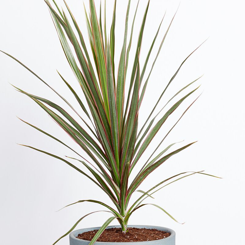 Dragon Tree Plant image number null