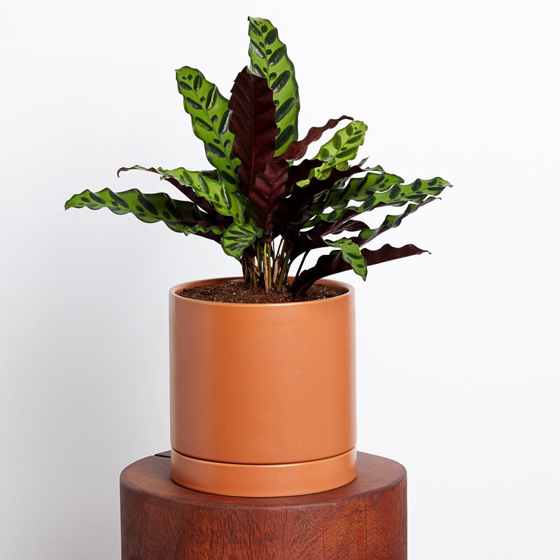 Calathea Plant image number null
