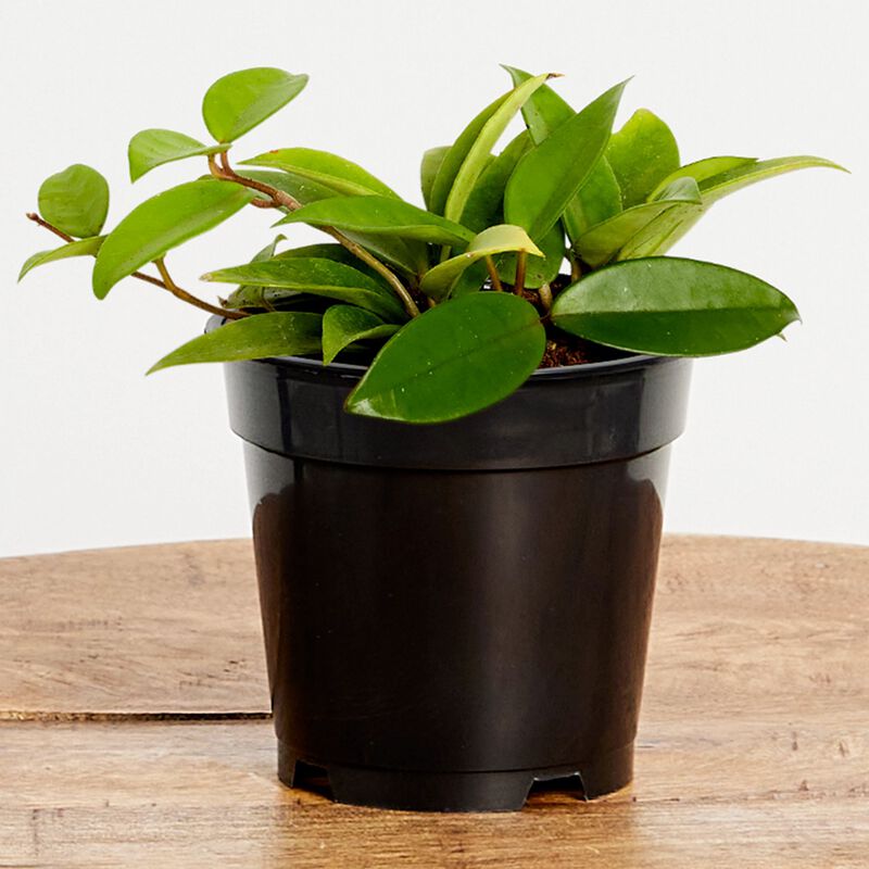 Hoya Plant (5" / Grower Pot) image number null