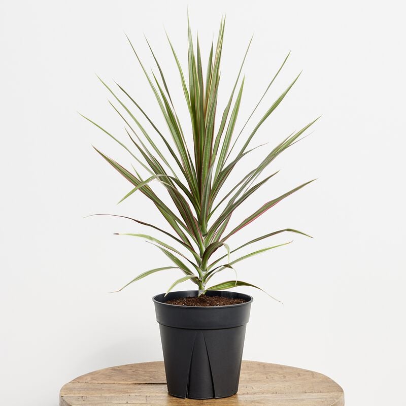 Dragon Tree Plant 6" grower Pot image number null