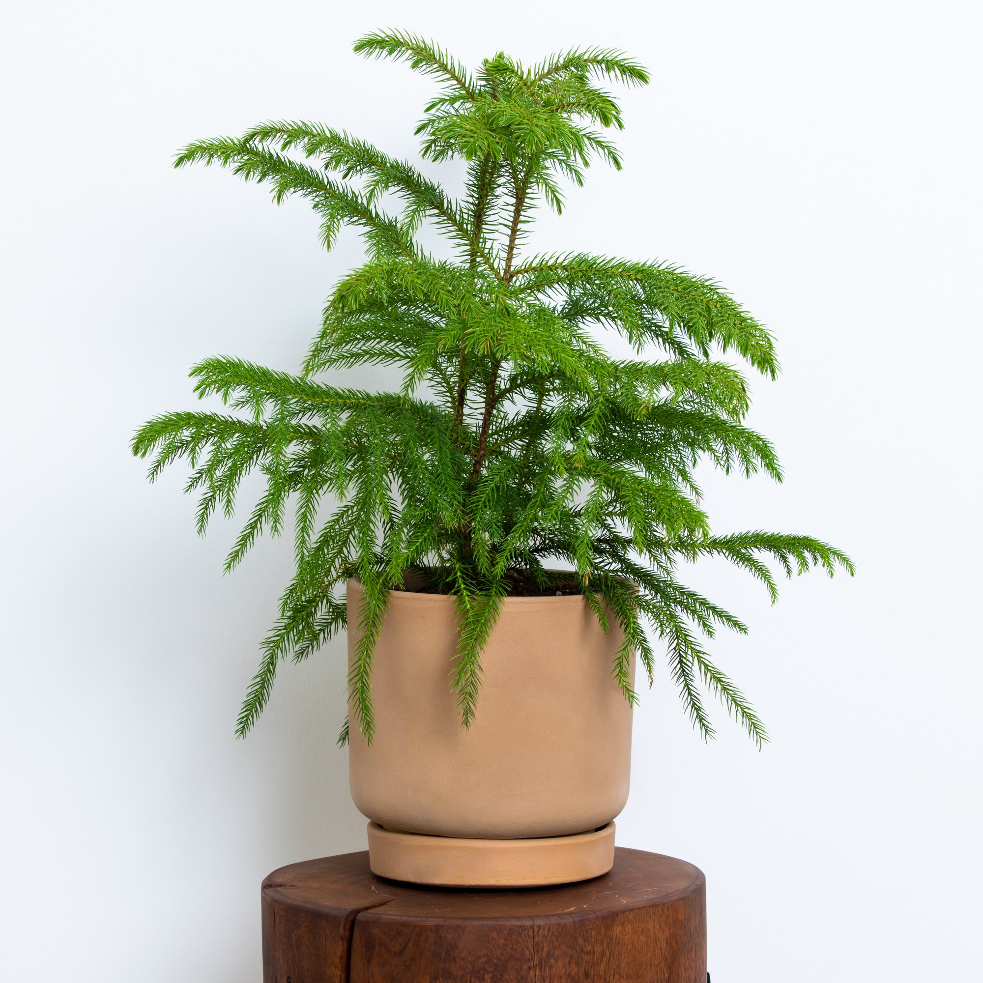 Greendigs Norfolk Island Pine Plant