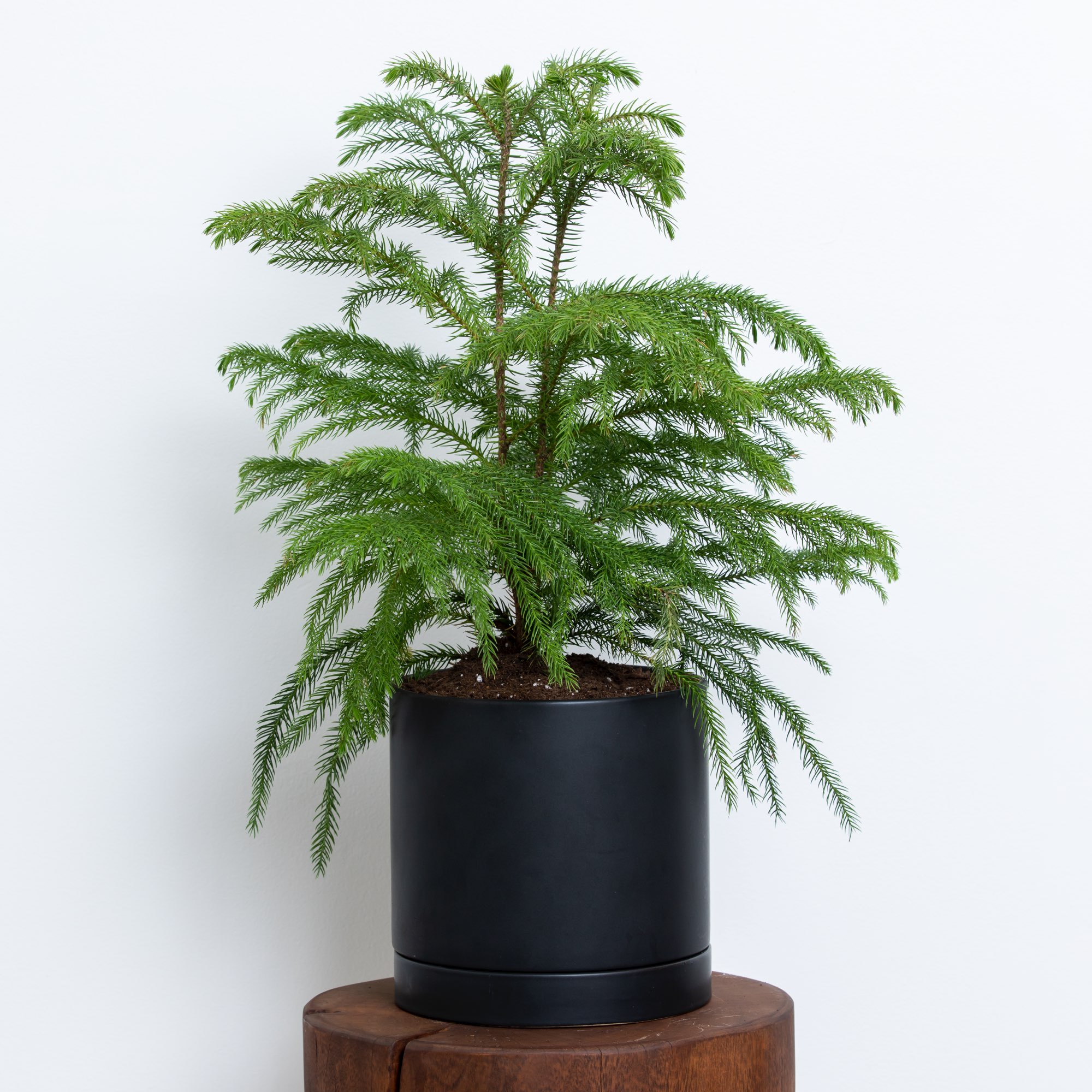 Greendigs Norfolk Island Pine Plant