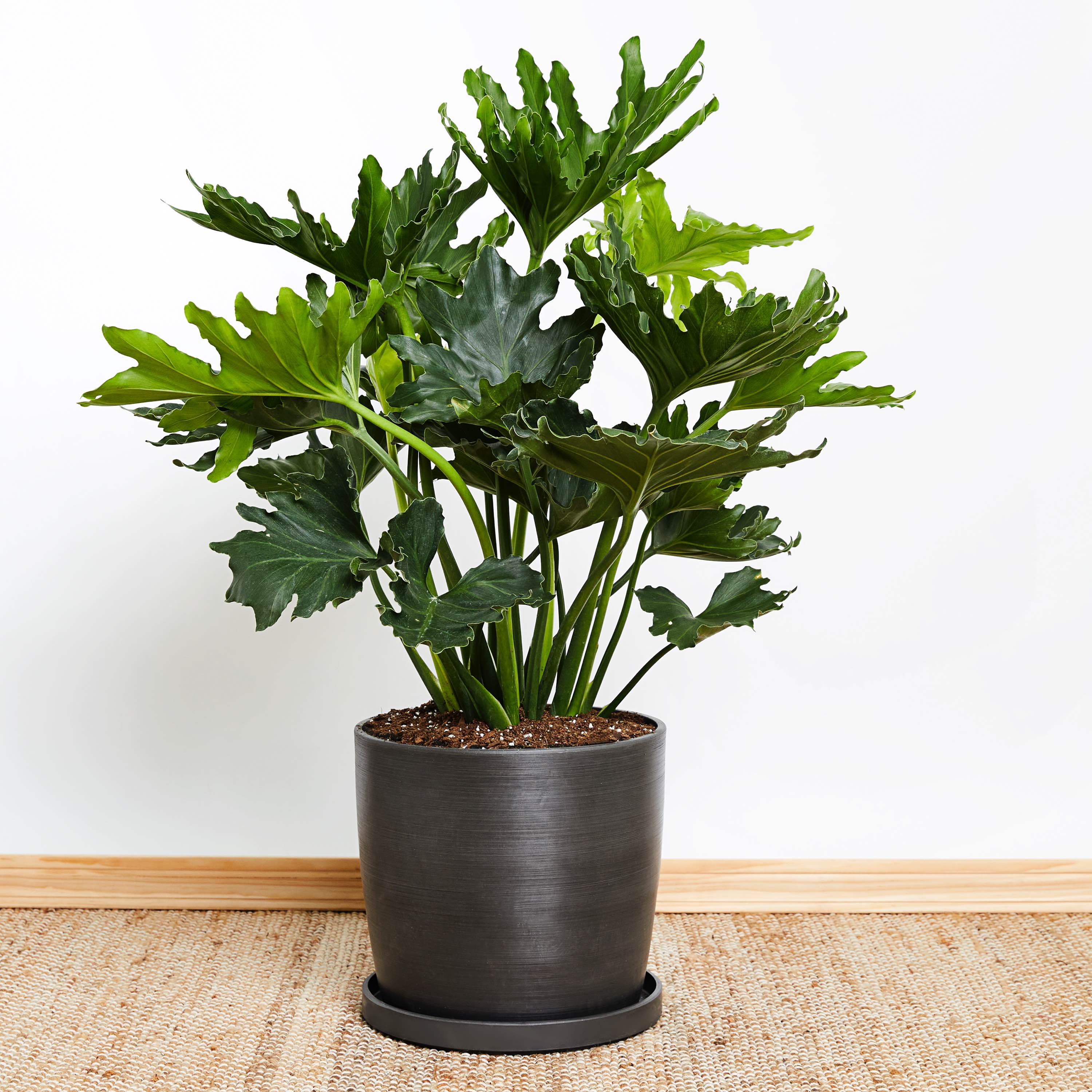 Greendigs Philodendron Hope Plant