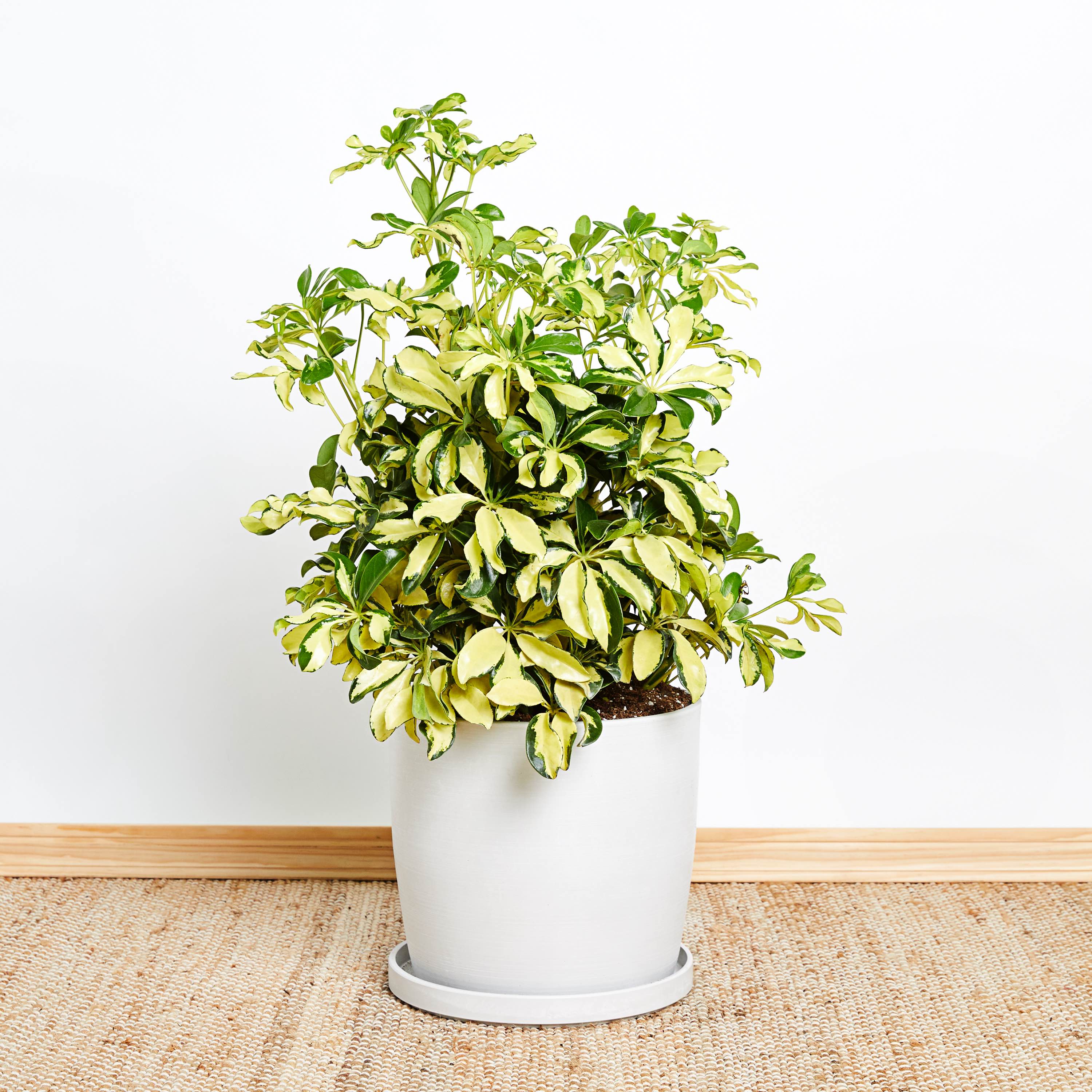 Greendigs Schefflera Trinette Plant