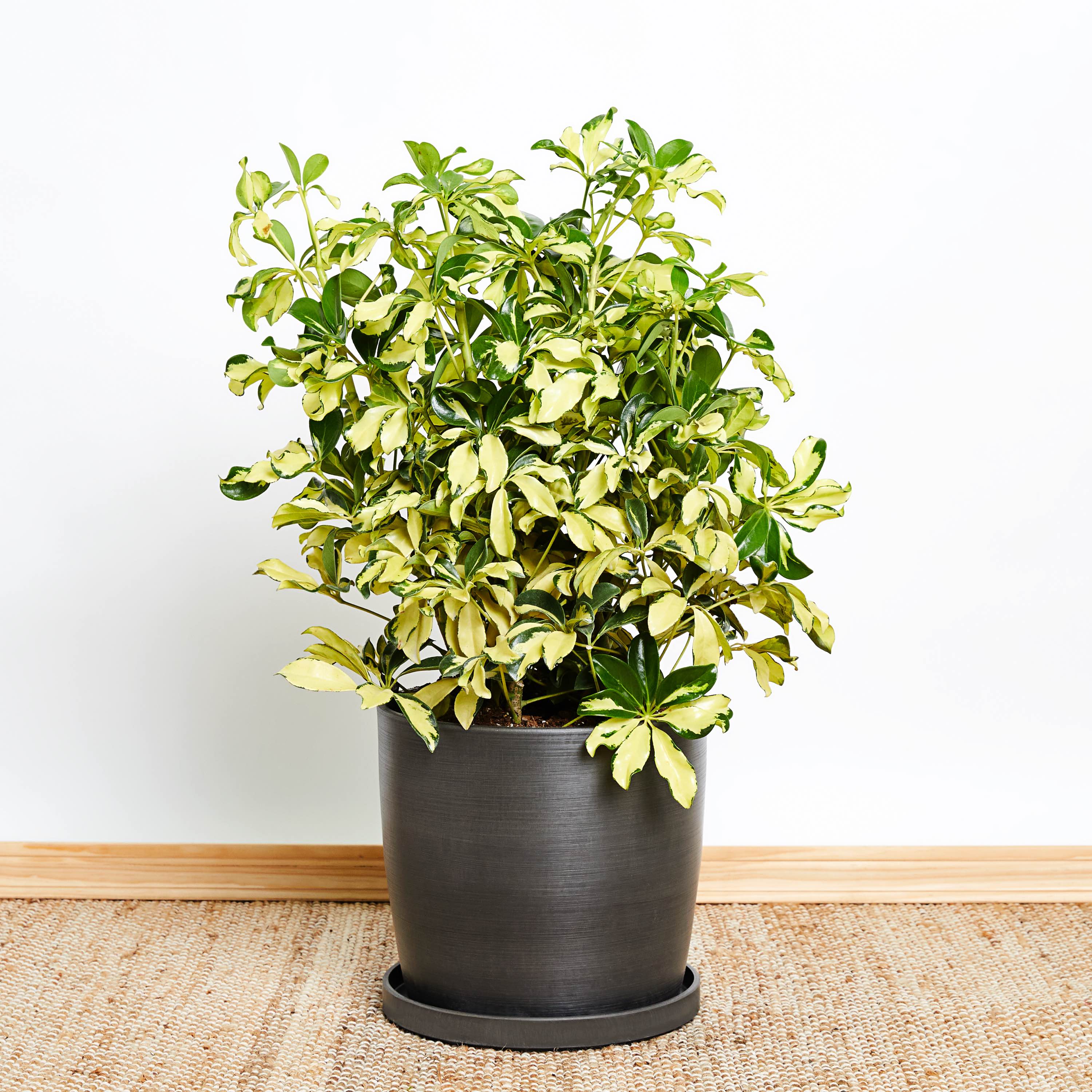 Greendigs Schefflera Trinette Plant